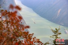 重庆巫山120万亩红叶渐红 长江巫峡两岸层林尽染美如画